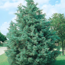A vibrant purple coneflower (Echinacea) stands tall in a sunny garden. Several other perennial flowers and drought-tolerant plants are visible in the background.