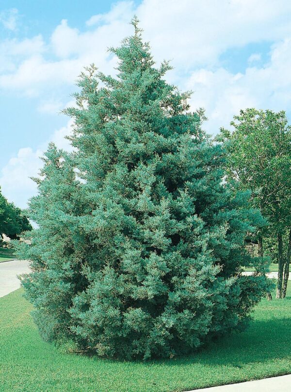 <i>Cupressus arizonica</i> var. <i>glabra</i> 'Blue Ice' - Image 3