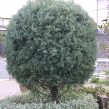 A perfectly round, blue-green cypress tree stands as a manicured topiary in a residential neighborhood. The tree's dense foliage forms a sphere above a short trunk, surrounded by low-lying silver foliage.