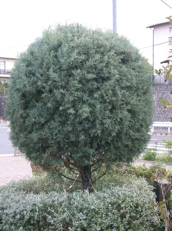 <i>Cupressus arizonica</i> var. <i>glabra</i> 'Blue Ice' - Image 4