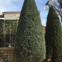 Conical blue cypress tree stands tall against a brick wall and blue sky. Manicured evergreen shape, with a second tree and a house visible in the background.