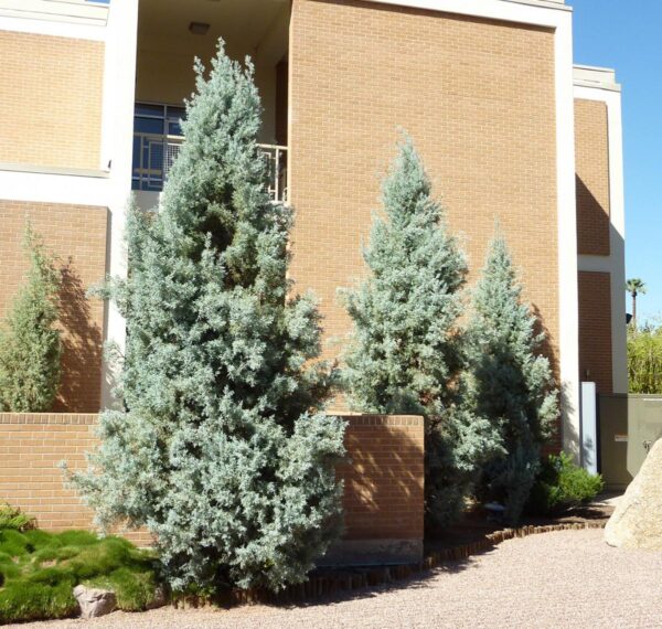 <i>Cupressus arizonica</i> var. <i>glabra</i> 'Blue Ice'