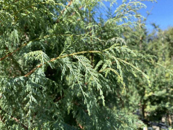 <i>Cupressus cashmeriana</i> - Image 2