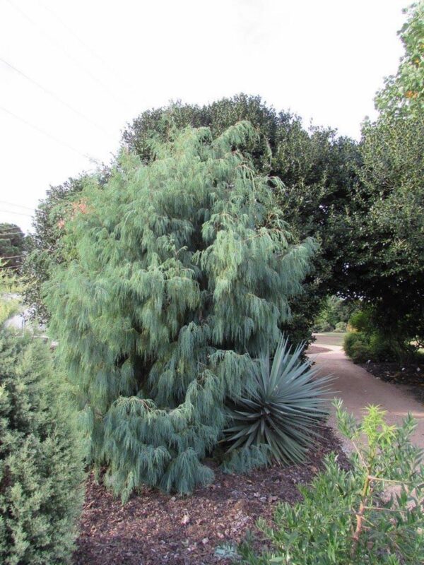 <i>Cupressus cashmeriana</i> - Image 3