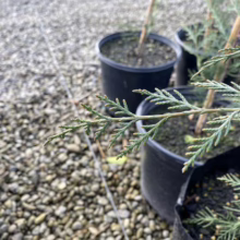 Close-up of a potted juniper seedling with blue-green needles, surrounded by other seedlings in black pots on a gravel surface. Nursery setting.