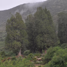 Lush green landscape with tall, slender trees reaching toward a misty mountain backdrop. Fog shrouds the peak, adding a sense of mystery to the serene natural scene.
