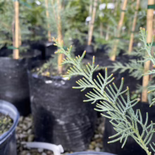 Close-up of a young juniper tree seedling with blue-green scale-like foliage and reddish stems, growing in a black plastic pot at a plant nursery. Other seedlings are visible in the background.