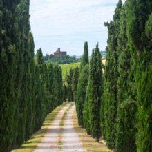 Cypress tree-lined dirt road leading to a Tuscan villa. The quintessential Italian landscape features a gravel driveway framed by tall, green trees, vineyards, and a historic building on a distant hilltop.