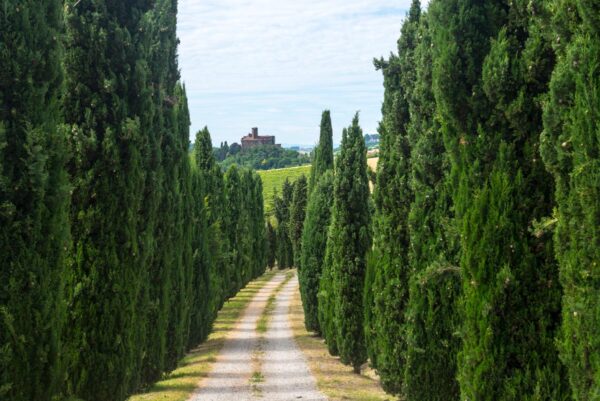 <i>Cupressus sempervirens</i> - Image 2