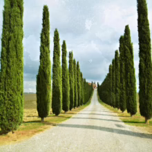 Gravel road lined with tall, slender cypress trees leading to a distant farmhouse in Tuscany. The iconic Italian landscape features rolling hills and a cloudy sky, capturing the serene beauty of the countryside.