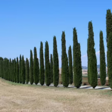 Tuscan landscape with a cypress-lined road leading to a villa under a clear blue sky. Golden fields flank the path, capturing the essence of rural Italy.