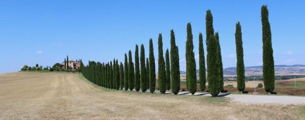 <i>Cupressus sempervirens</i> - Image 4