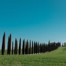 Tuscan landscape with a line of cypress trees leading to a villa on a hilltop. Rolling green fields under a clear blue sky evoke the beauty of the Italian countryside.