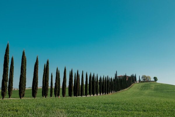 <i>Cupressus sempervirens</i> - Image 5