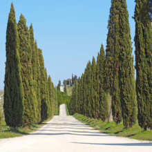 Cypress tree-lined road in Tuscany leads to a hilltop villa. The iconic Italian landscape features a gravel road casting shadows under a clear blue sky, with vineyards visible on the right.