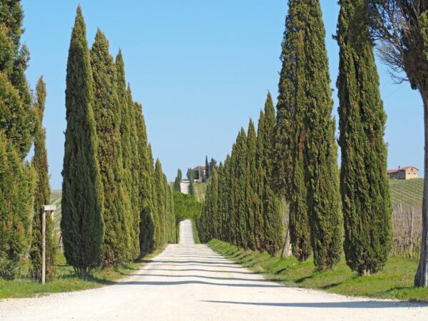 <i>Cupressus sempervirens</i> - Image 6