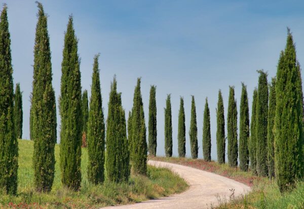 <i>Cupressus sempervirens</i>