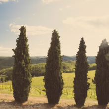 Tuscan landscape with row of cypress trees overlooking vineyard. Rolling green hills and a partly cloudy sky complete the idyllic Italian countryside scene.