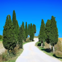 Winding white gravel road lined with tall, slender cypress trees under a bright blue sky in Tuscany. Serene Italian countryside landscape.