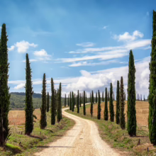 Winding gravel road lined with tall, slender cypress trees under a bright blue sky in Tuscany. The iconic landscape evokes the beauty and serenity of the Italian countryside.