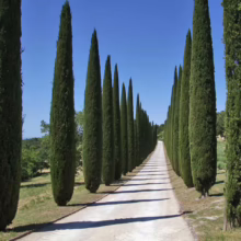 A sun-drenched gravel road in Tuscany, Italy, lined with tall, slender cypress trees. Shadows stretch across the path under a clear blue sky, creating a classic Italian landscape.