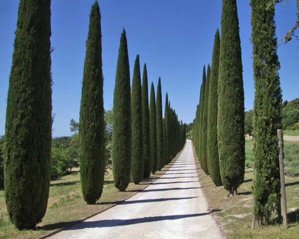 <i>Cupressus sempervirens</i> 'Stricta' - Image 2