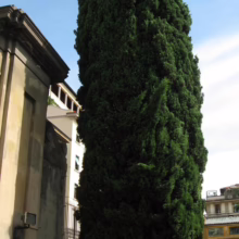 Tall, slender Italian cypress tree stands against a blue sky next to a weathered stone building in Italy. The tree's dark green foliage contrasts with the building's tan facade.
