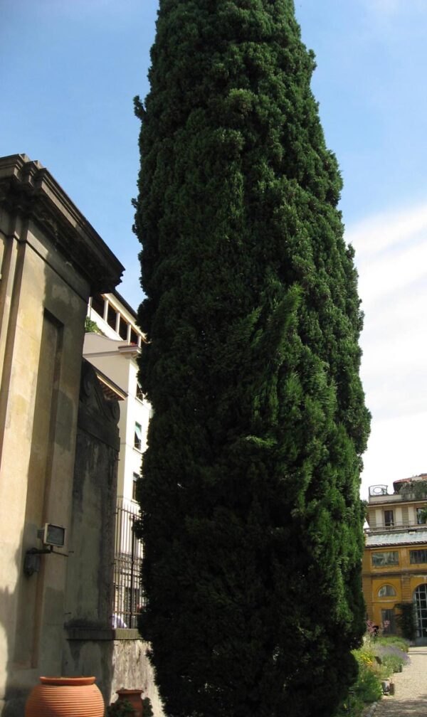 <i>Cupressus sempervirens</i> 'Stricta' - Image 3