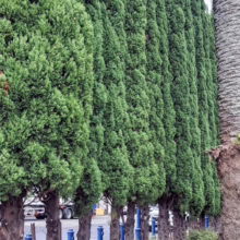 Tall, green Italian Cypress trees stand in a row, forming a natural privacy screen. Blue bollards line the base, with low green shrubs in the foreground and a palm tree trunk visible on the right.