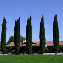 Row of tall, slender Italian cypress trees lining a lush green lawn in front of a building with a red tile roof against a clear blue sky. Landscaping includes trimmed bushes and trees.