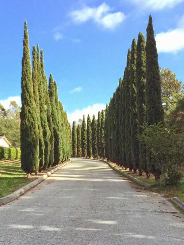 <i>Cupressus sempervirens</i> 'Stricta'