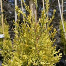 Golden Leyland Cypress sapling with vibrant yellow-green foliage, supported by a bamboo stake. Conical shape, close-up view, showcasing its texture and color. Ideal for landscaping and creating privacy screens.