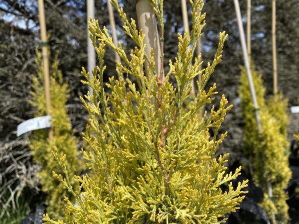 <i>Cupressus sempervirens</i> 'Swane's Gold' - Image 2