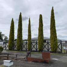 Five tall, slender Italian cypress trees stand in a row behind a black and white fence. The trees add vertical interest to the landscape, set against a cloudy sky. A residential street and houses are visible in the background.