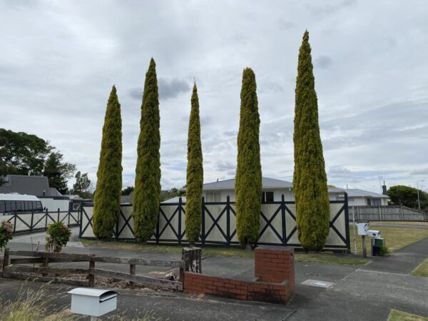 <i>Cupressus sempervirens</i> 'Swane's Gold' - Image 3