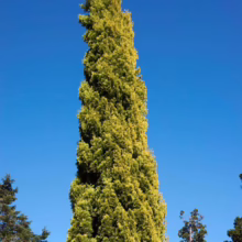 Tall, slender Italian Cypress tree with golden-green foliage stands against a clear blue sky, surrounded by other evergreen trees.