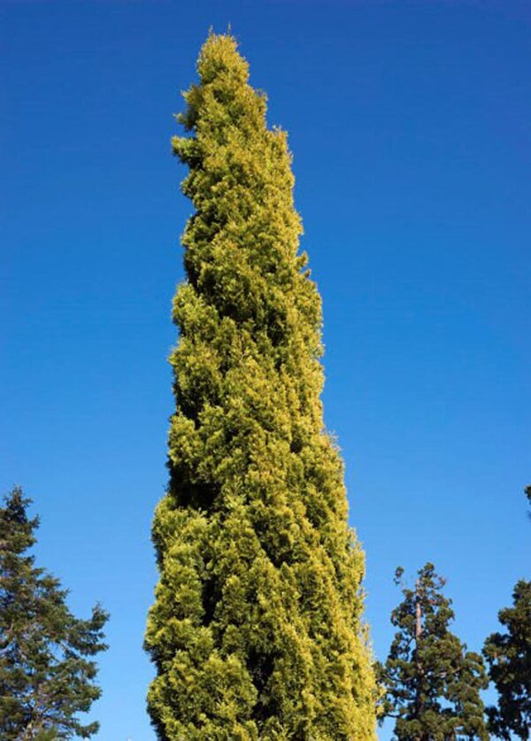 <i>Cupressus sempervirens</i> 'Swane's Gold' - Image 4