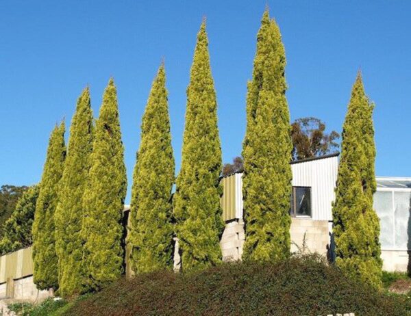 <i>Cupressus sempervirens</i> 'Swane's Gold'