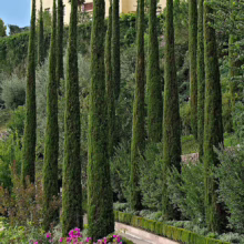 Italian cypress trees line a pathway in a lush garden setting. Tall, slender evergreens create a striking vertical contrast against the surrounding greenery and a building in the background.