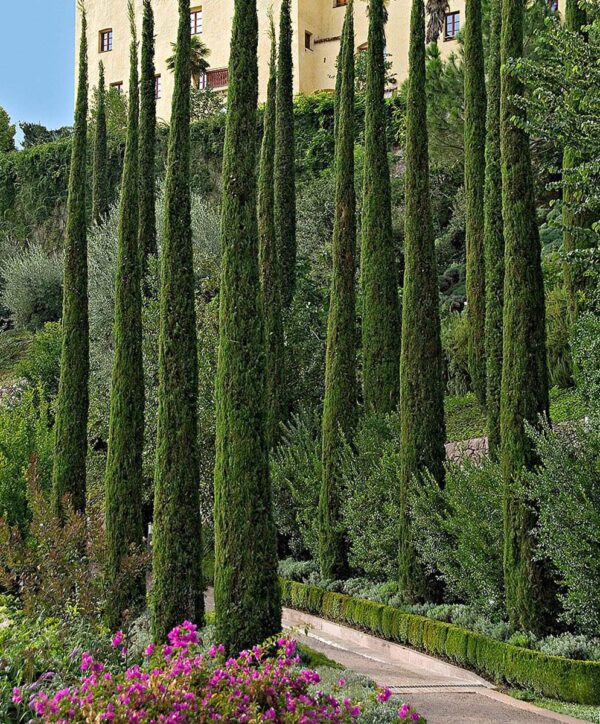 <i>Cupressus sempervirens</i> 'Totem' - Image 2