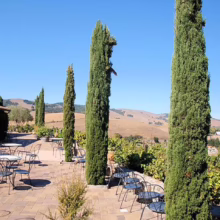 Outdoor patio at a winery with tall, slender cypress trees lining the edge. Tables and chairs are arranged on the brick patio, overlooking rolling hills and vineyards under a clear blue sky.