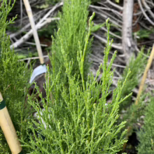 Close-up of vibrant green juniper seedlings, showcasing their feathery foliage and upright growth habit, ready for planting.