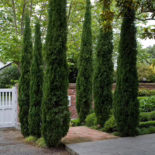 Tall, slender Italian cypress trees line a brick pathway leading through a lush garden with a white gate and brick wall, creating a formal, elegant landscape design.