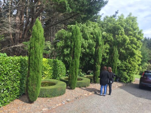 <i>Cupressus sempervirens</i> 'Totem' - Image 6