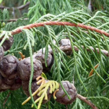 Close-up of Leyland cypress foliage and mature cones. Evergreen branches with scale-like leaves and clusters of round, brown seed cones.