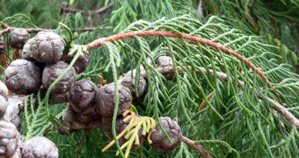 <i>Cupressus torulosa</i> - Image 2