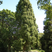 A towering, conical Italian cypress tree stands tall against a bright blue sky, surrounded by lush green foliage and other trees in a park-like setting.