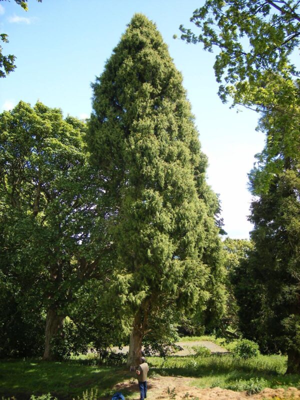 <i>Cupressus torulosa</i> - Image 3