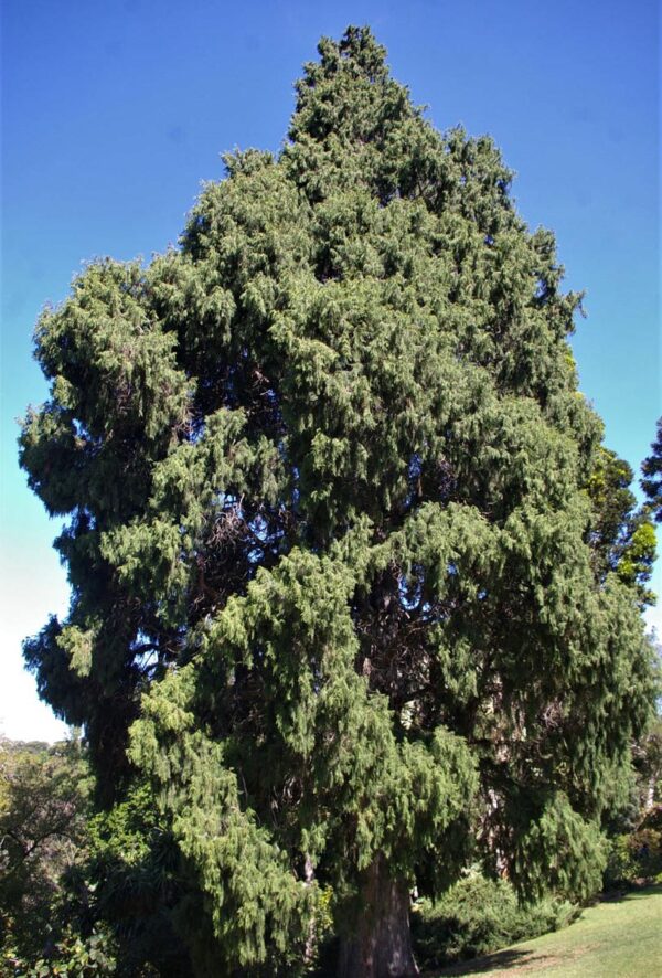 <i>Cupressus torulosa</i> - Image 5