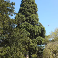 Tall, mature Italian Cypress tree stands prominently in a graveyard, its dense green foliage contrasting with the surrounding yew trees and weathered headstones under a bright blue sky.